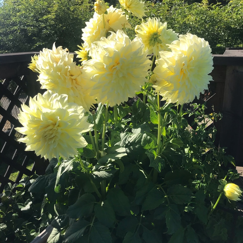 Meet your Posher, Jill